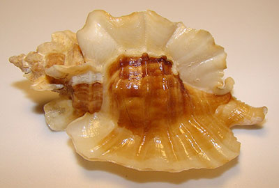 The leafy thornmouth emCeratostoma foliatumem has three large frills that are aerodynamic allowing it to land right side up when knocked off of its rocky perch A calcarous thorn on its underside discourages predators from breaking into its protected midsection