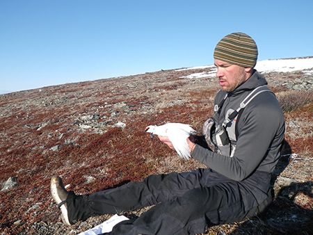 Wildlife biologist Rick Merizon about to release a radio collared rock ptarmigan during a study in the Alaska Range examining movement and mortality