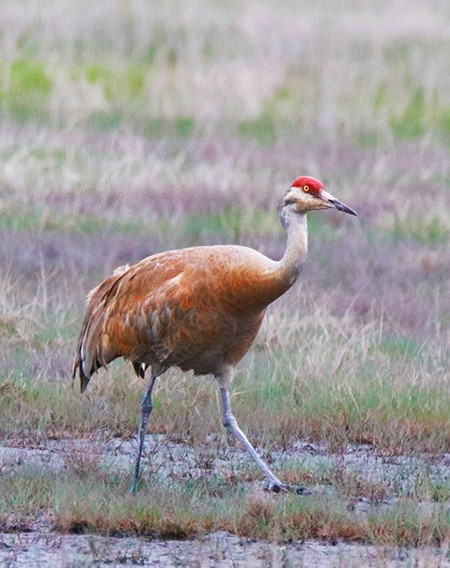 A sandhill crane ADFampG