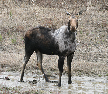 Pattern of hair loss on a moose affected by winter tick in British Columbia Canada  Photo copyTJ Gooliaff