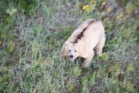 A lightcolored brown bear in Berners Bay Anthony Crupi photo