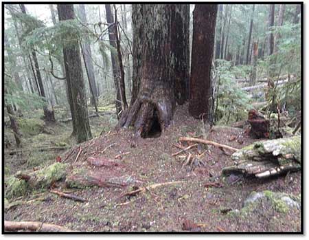 A bear den at the base of a tree
