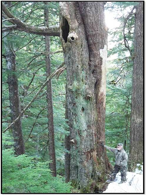 An elevated den