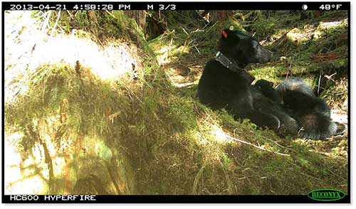 A trail camera captured this photo of a sow nursing her cubs shortly after emerging from the den