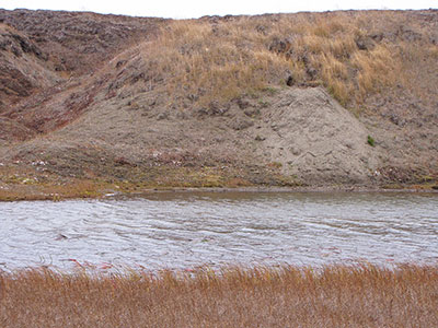 A den in a stream bank Notice the site is covered by grass which is typical of a den excavated in a longtime Arctic ground squirrel burrow system