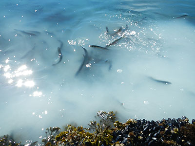 Spawning herring Milt turns the ocean milky as females deposit eggs on a variety of substrates