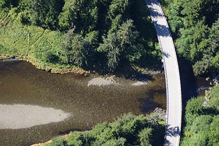Pink salmon congregate below the bridge on the HollistoKlawock Highway in the Maybeso River