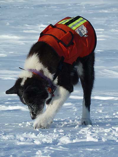 Karelian Bear Dog ldquoKavikrdquo alerts on a grizzly bear den on Alaskarsquos North Slope Photo credit C Perham