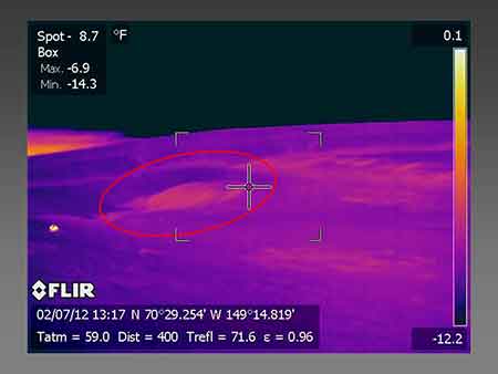 Handheld IR camera image of a polar bear den red circle on the North Slope  The bright spot in the left foreground is a resting red fox  Photo credit C Perham