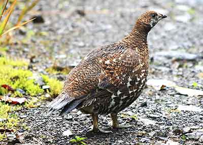 The largest of Alaska39s grouse the sooty grouse can range in color from brown to a bluishgrey Photo by Phil Mooney