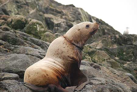 A Steller sea lion with a band caught around its neck Research activities were conducted pursuant to a NMFS Permit