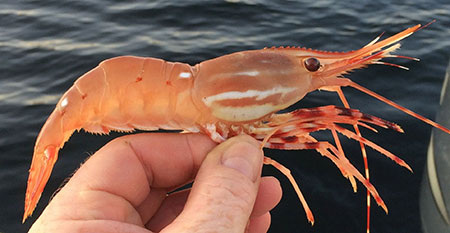 Spot shrimp Photo by Scott Walker