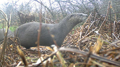 A trail camera captured this photo of river otters River otter and mink and less commonly beaver are usually found in the same general areas as marten in Southeast Alaska