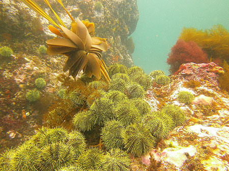 Sea urchins love kelp
