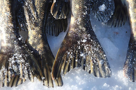 Trapper Lake Pike copy Ken Marsh Wild Northwest Images