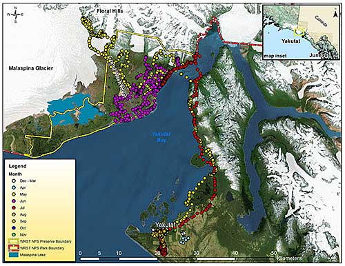 The walkabout of Bear 722 Collared in Yakutat at lower center in April the yellow dots show his path north in May clear up to the Floral Hills west of the Malaspina Glacier The purple dots show his movements around the Malaspina Forelands in July and the red dots his path back to Yakutat in July