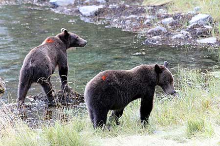 A pair of marked cubs Threeyearold brown bears are pretty big but their build gives away their youth Their legs appear long their necks and heads are thinner and they haven39t filled out and put on the weight that makes an adult more round and solidlooking Photo by Phil Mooney
