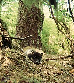 Wolf puppy laying outside near the entrance to the den