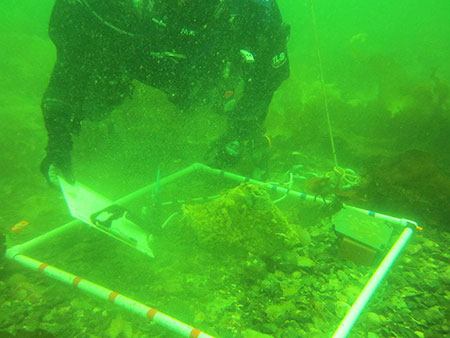 A diver surveys the seafloor in Whiting Harbor near Sitka for an invasive tunicate in the summer of 2015