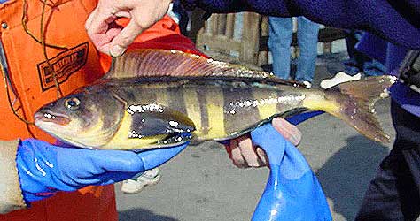 Atka mackerel landed in Seward in 2001 ADFampG photo