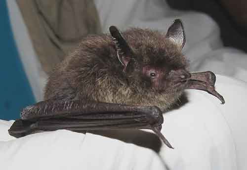 A little brown bat captured and released near Juneau in Southeast Alaska