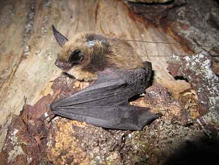 A keene39s myotis equipped with a tiny radio transmitter which helps biologists learn where bats roost and how they move between feeding and roosting areas