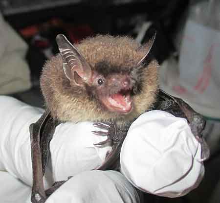 Little brown bat