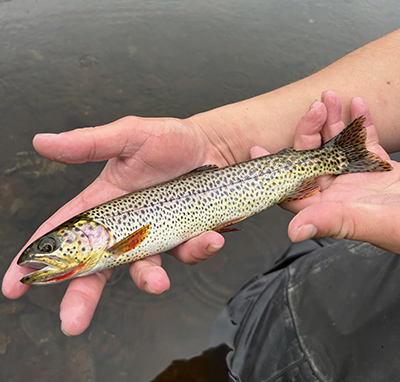 Coastal cutthroat trout