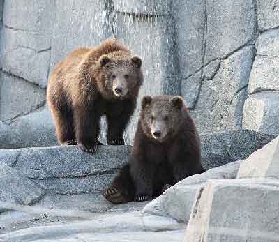 Munsey and Boda at the Wildwood Park and Zoo in Marshfield Wisc in February 2016