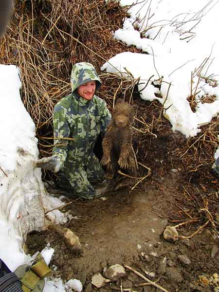 Brandon Stokes pulls a muddy cub from the den Photo by Harry Dodge