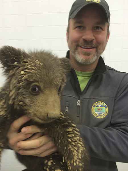 Kodiak wildlife biologist Nate Svoboda with a cub one day after the rescue ADFampG photo