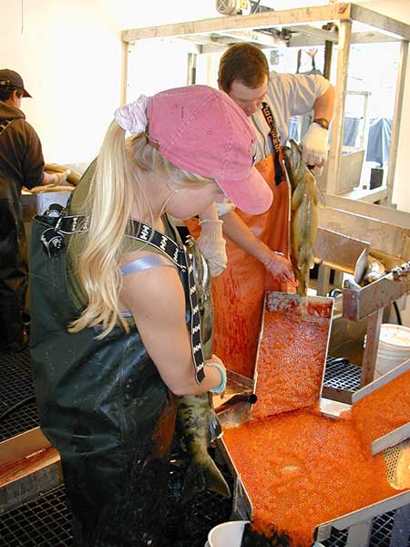 Adding milt to salmon eggs ADFampG photo