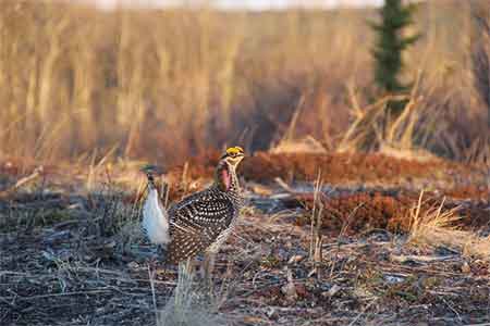 A male sharptail grouse in full breeding plumage on a lek near Delta Junction AK At each lek up to 20 males congregate to perform elaborate mating dances Typically the most dominant male gains control of the central region in the lek and the best access to females Cameron Caroll photo