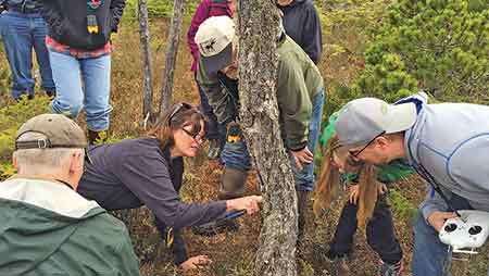 Ellen Hannan points out wolf hair on a rub tree on Prince of Wales Island ADFampG photo