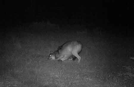 A motion triggered trail camera image of a POW wolf rubbing on a hairboard
