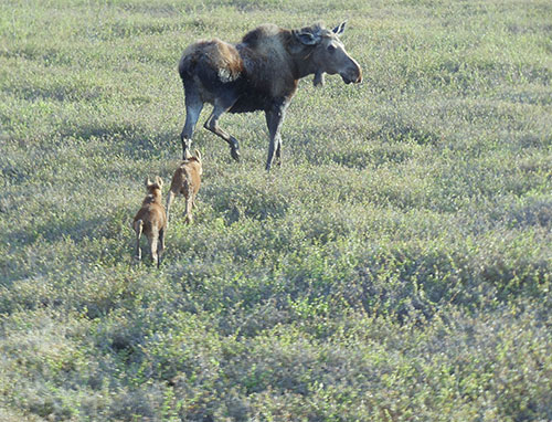 A cow moose with twin calves shortly before the calves were radiocollared