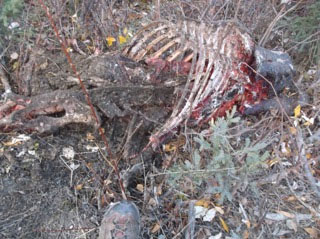 A caribou carcass next to the Taylor Highway near Eagle