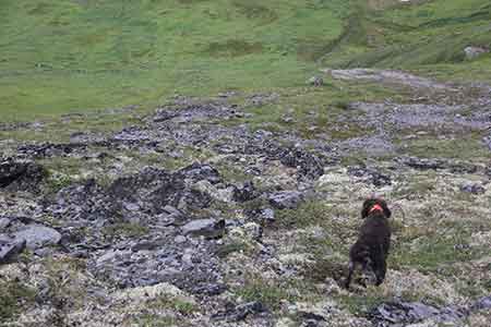 For the first year of the project Program staff focused on locations that receive some of the heaviest grouse and ptarmigan hunting pressure   documenting brood numbers and size for rock and willow ptarmigan near Eagle Summit Steese Highway Denali Highway and Hatcher Pass sharptailed grouse broods near Delta Junction