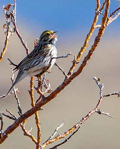 A Savannah sparrow singing Photo by Jim Dau