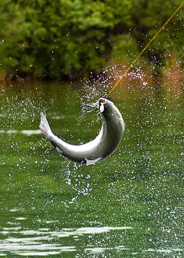 A leaping coho Mark emery photo