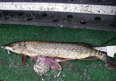 A pike with a stomach full of salmon fry
