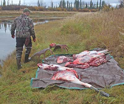 It39s not legal to feed game meat to pets or livestock however it is legal to feed pets the the skin guts heads or bones of game legally taken after the salvage of edible meat This can introduce parasites Ken Marsh photobr