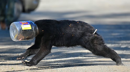 A young black bear with a plastic container stuck on its head runs across a road after being darted by a Fish and Game biologist The dart is visible in the bear39s leg Photo by Daphne Aldinger used with permission
