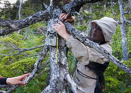 Biologist Charlotte Westing sets up a motiontriggered trail camera in a cloud of mosquitoes