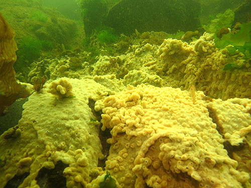 D vexillum carpeting subtidal boulders of Whiting Harbor SERC photo