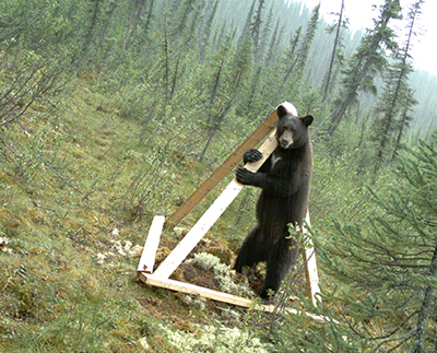 A black bear at a hair snare in Canada