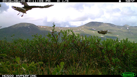 A motionsensitive trail camera captured this image of a hawk pursuing a rock ptarmigan
