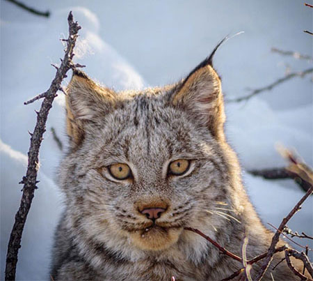 A lynx A number of researchers in Alaska and Canada are studying lynx and they have some amazing tools at their disposal They are gaining insights into these wild cats of the north and their dietary mainstay snow shoe hares Photo by Dash Feierabend