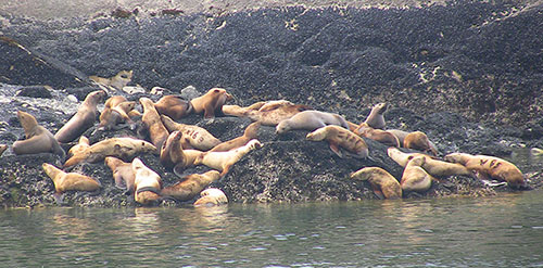 Steller sea lions on South Marble Island Three marked animals can be seen Riley Woodford photo