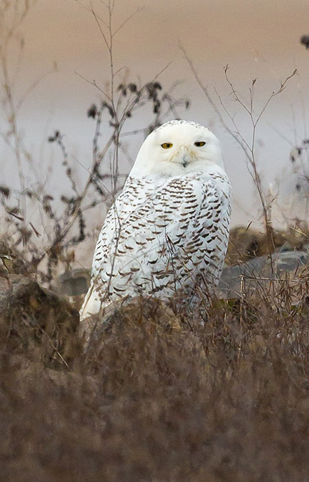 A snowy owl Alaska supports 100 percent of the US breeding population of gyrfalcons roughlegged hawks and snowy owls  Photo by Jim Dau